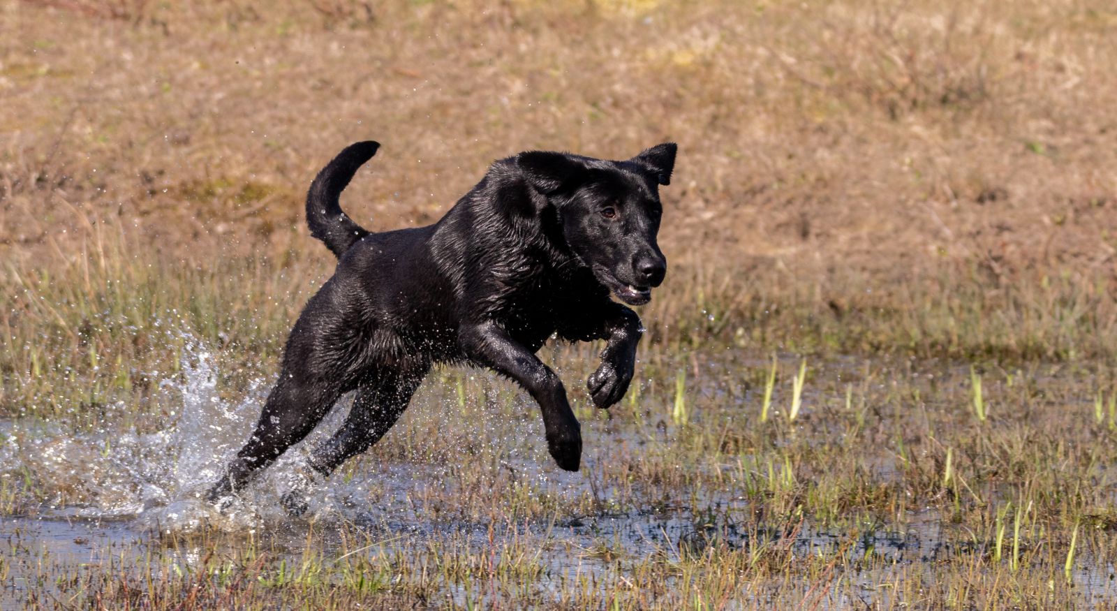 Field sales trial labrador