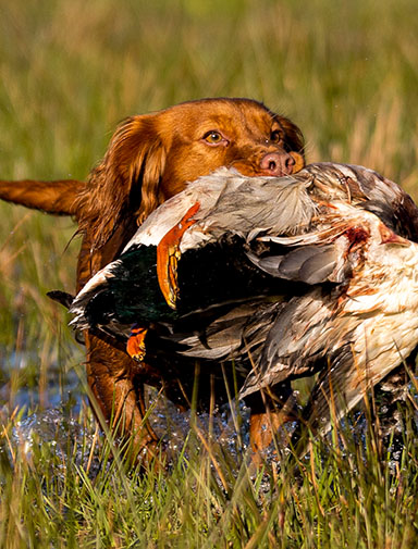 English Cocker Spaniel