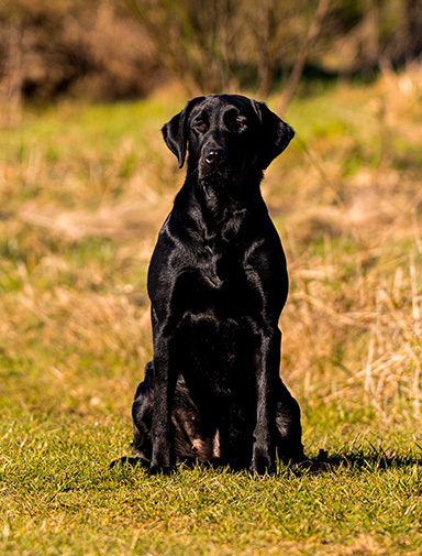 Field Trial Labrador Retriever